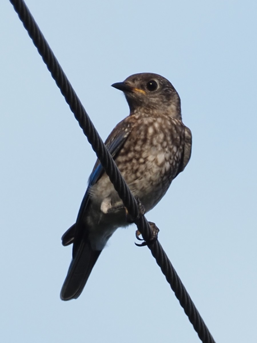 Eastern Bluebird - ML638828357