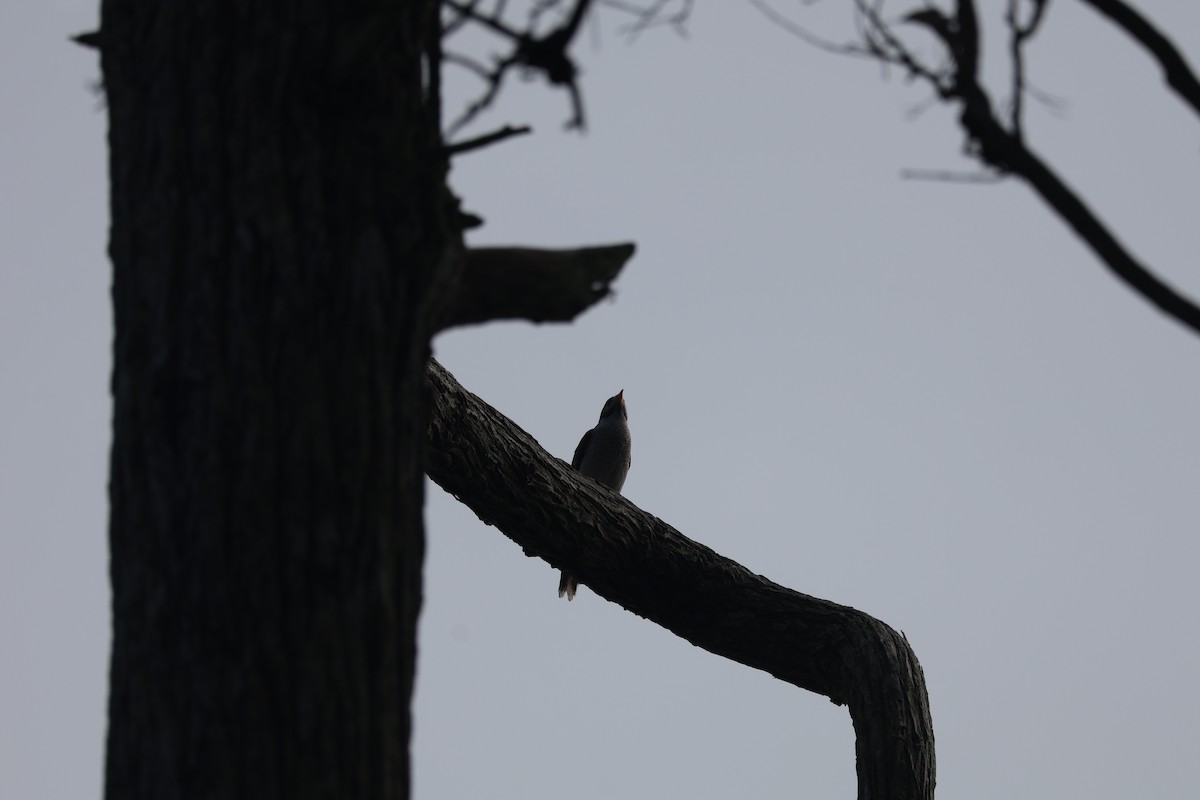 Noisy Miner - ML638828359