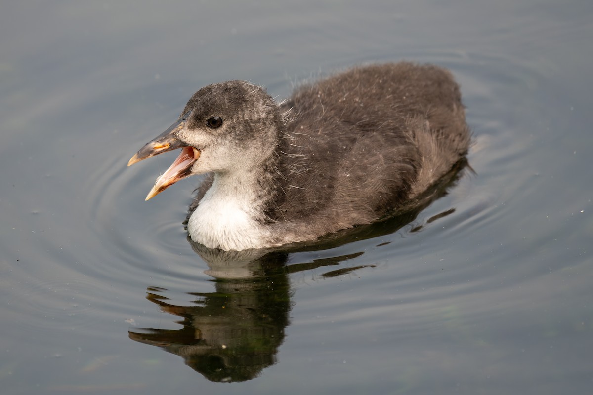 Eurasian Coot - ML638828360