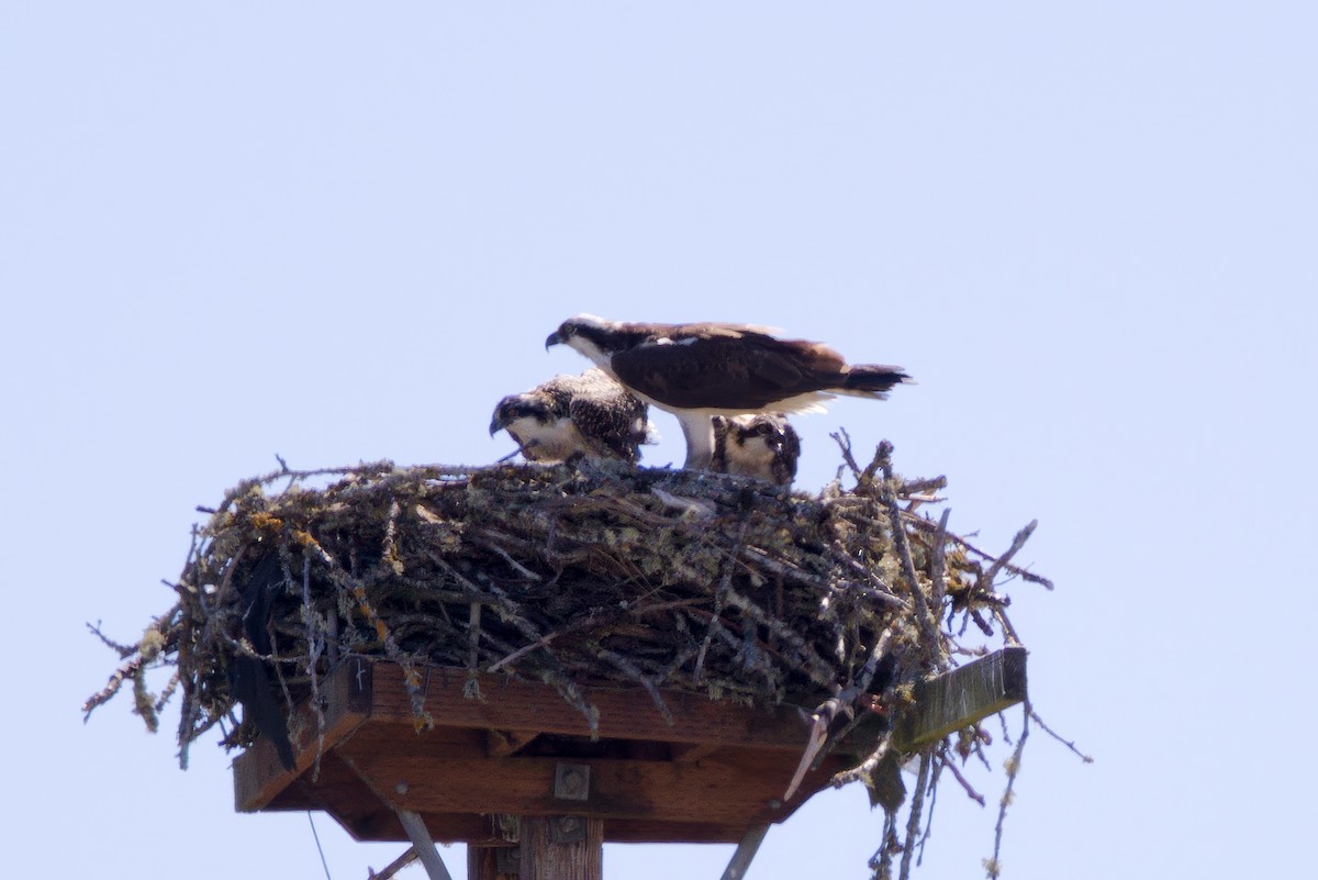 Osprey - ML638828361