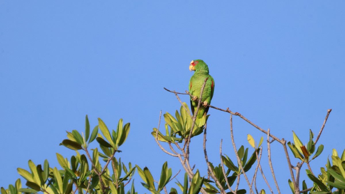 White-fronted Amazon - ML638828362