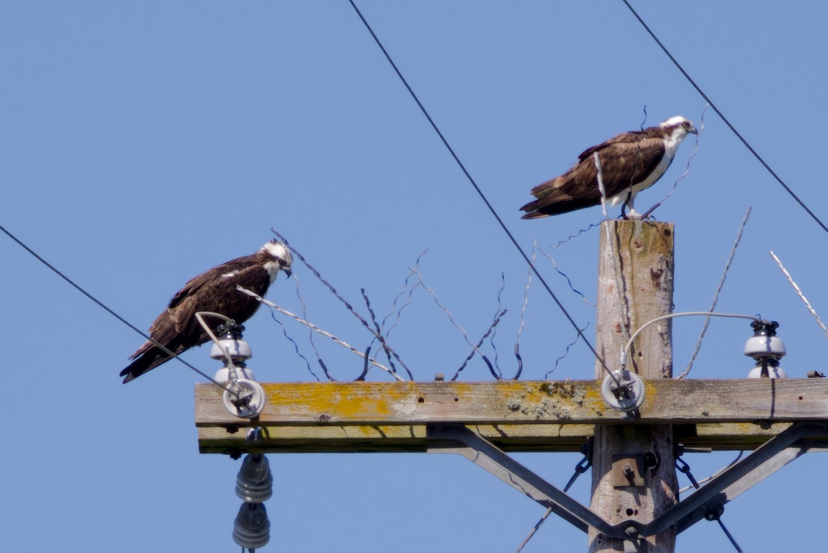 Osprey - ML638828365
