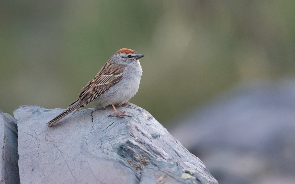 Chipping Sparrow - ML638828366