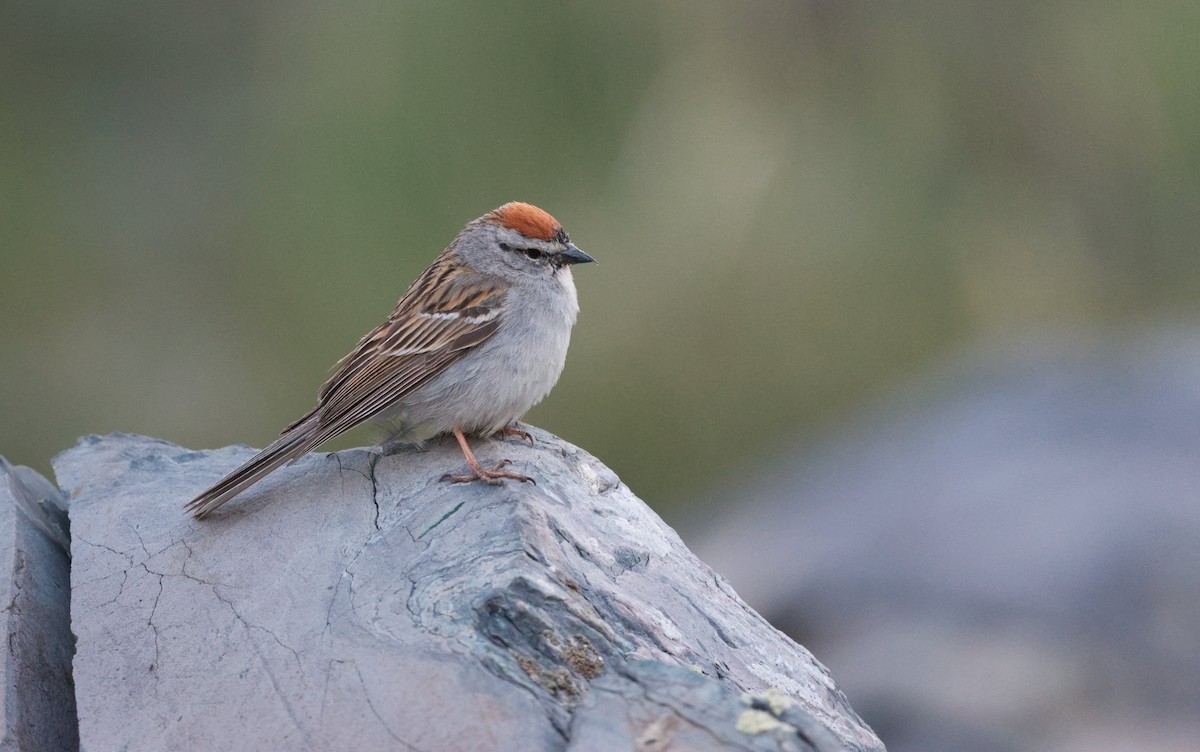 Chipping Sparrow - ML638828367
