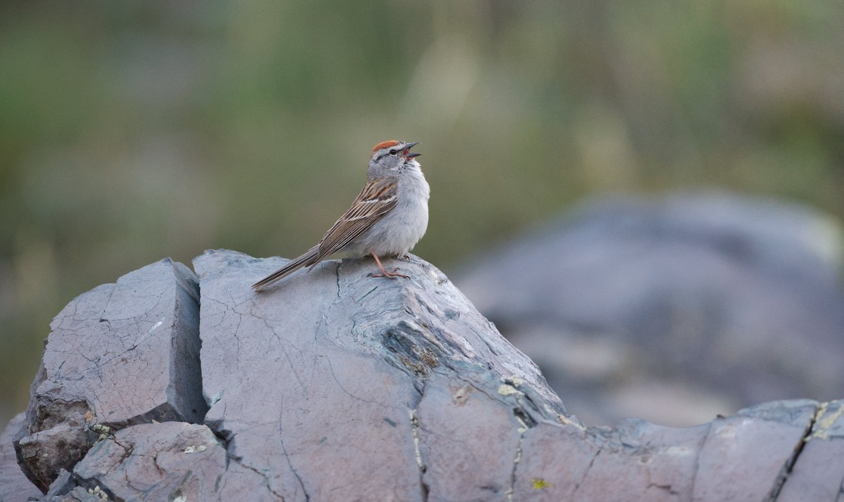 Chipping Sparrow - ML638828368
