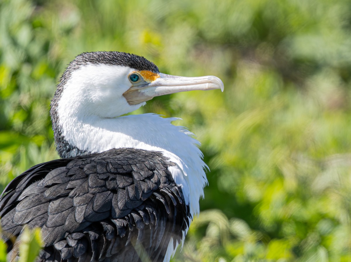 Pied Cormorant - ML638828369