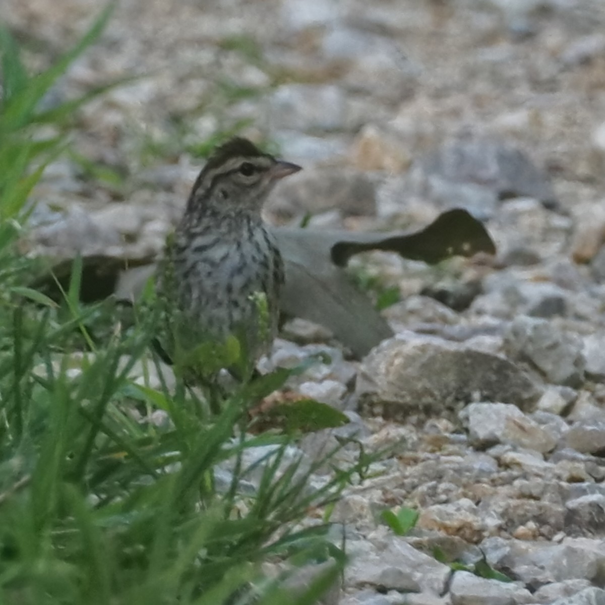 Chipping Sparrow - ML638828370