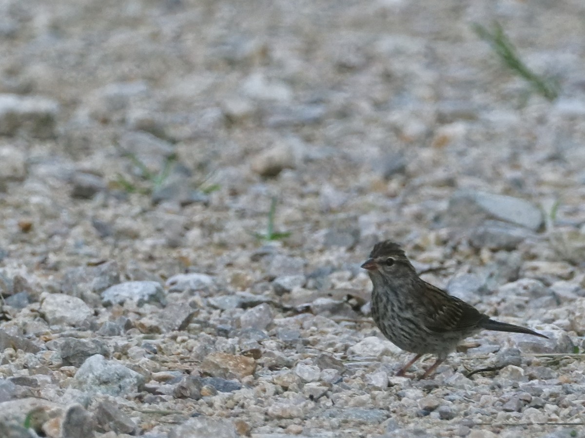 Chipping Sparrow - ML638828373