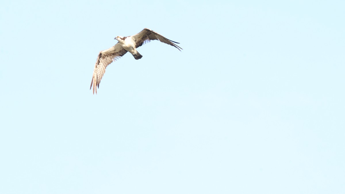 Osprey - ML638828374