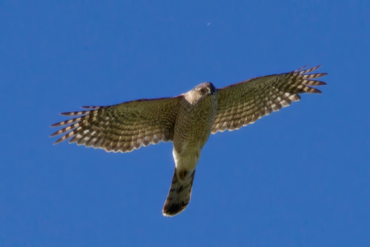 Cooper's Hawk - ML638828375