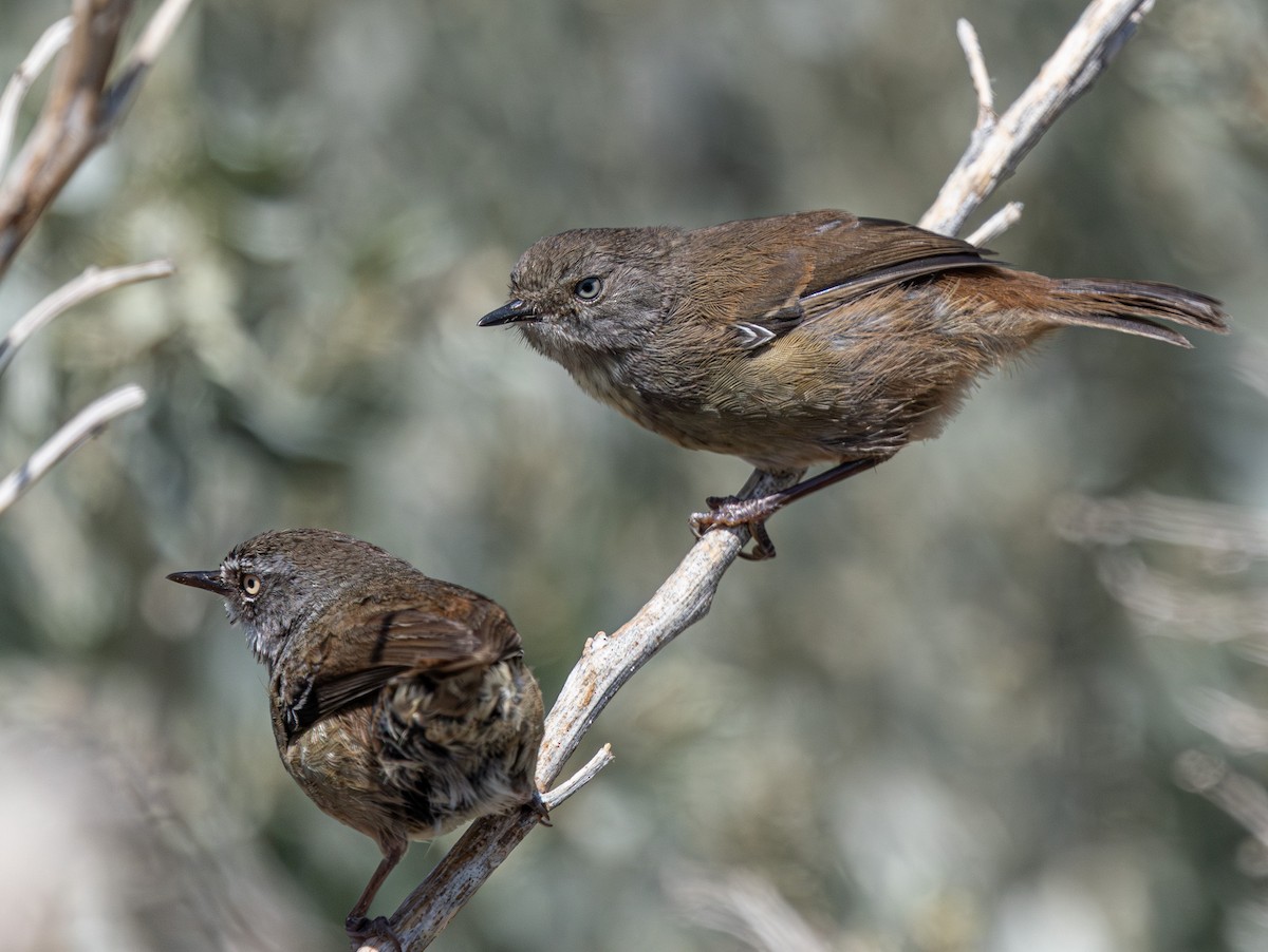 White-browed Scrubwren (White-browed) - ML638828379