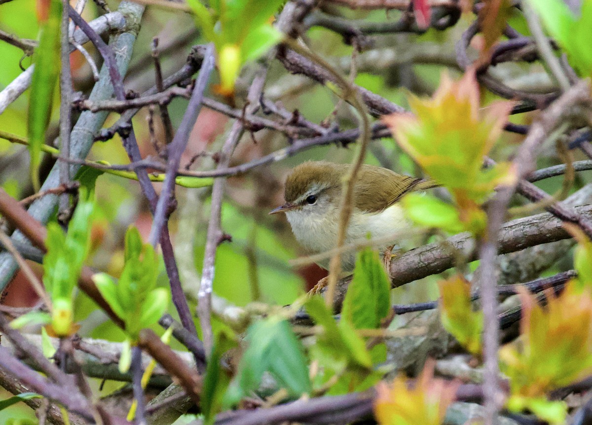 Hume's Bush Warbler - ML638828381