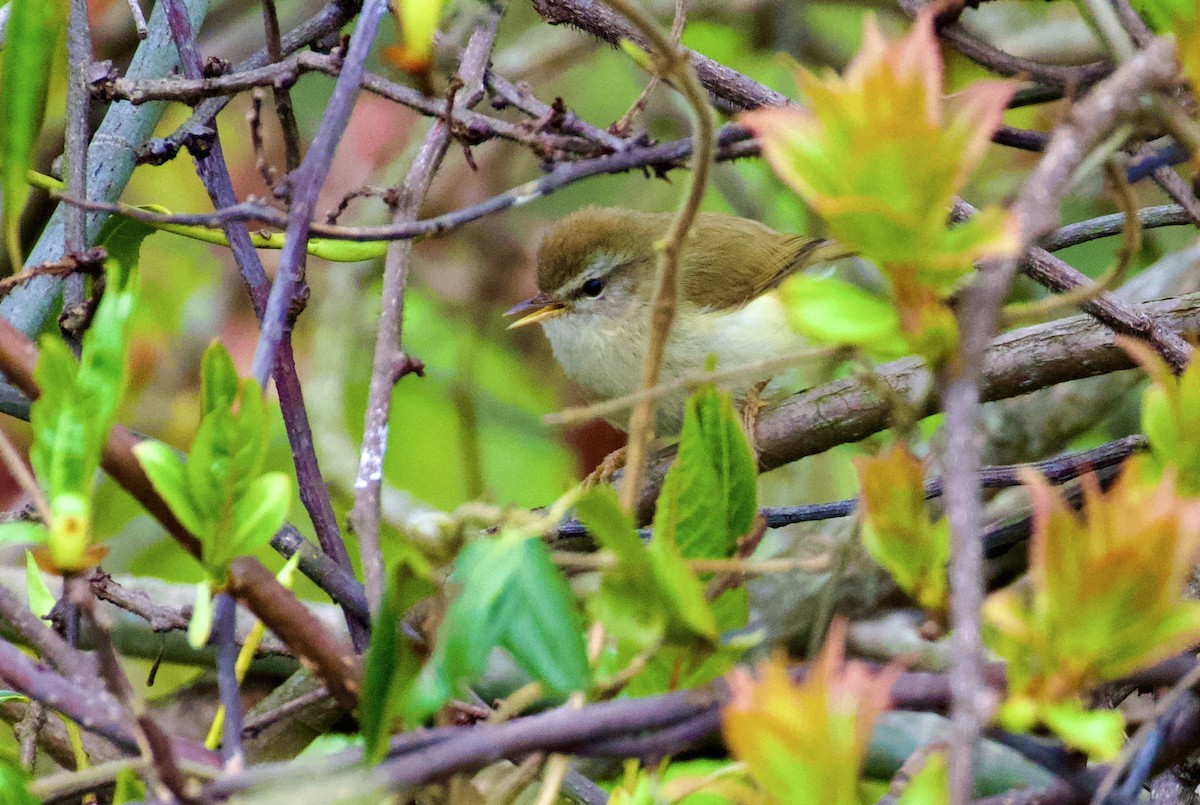 Hume's Bush Warbler - ML638828383