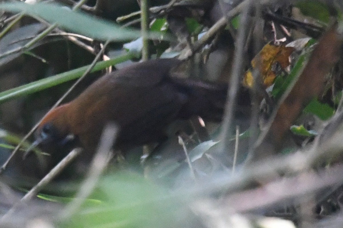 Fluffy-backed Tit-Babbler - ML638828386