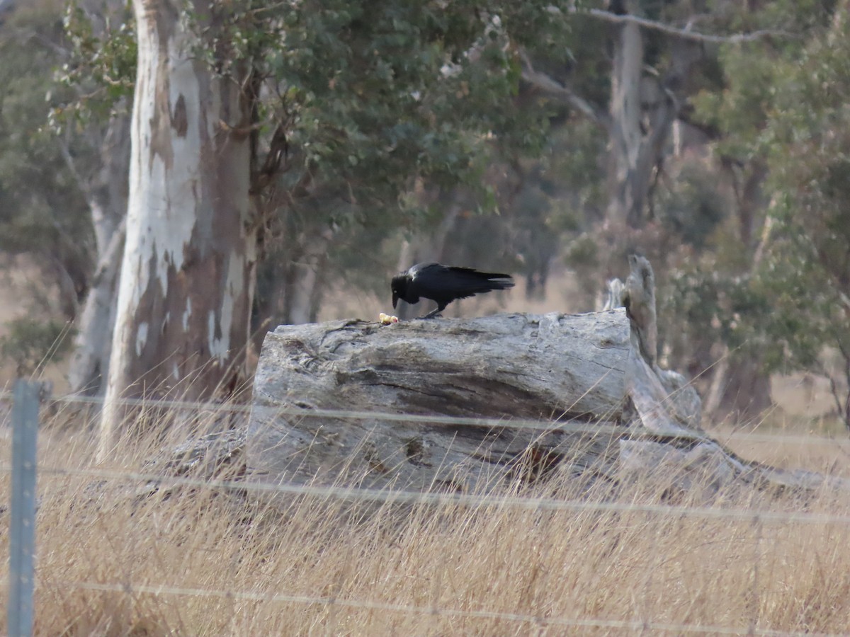 Corbeau d'Australie - ML638828410