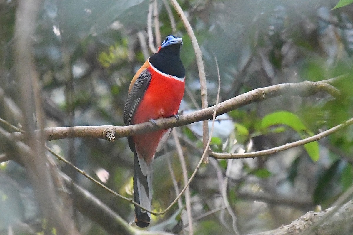 Trogon à nuque rouge - ML638828413