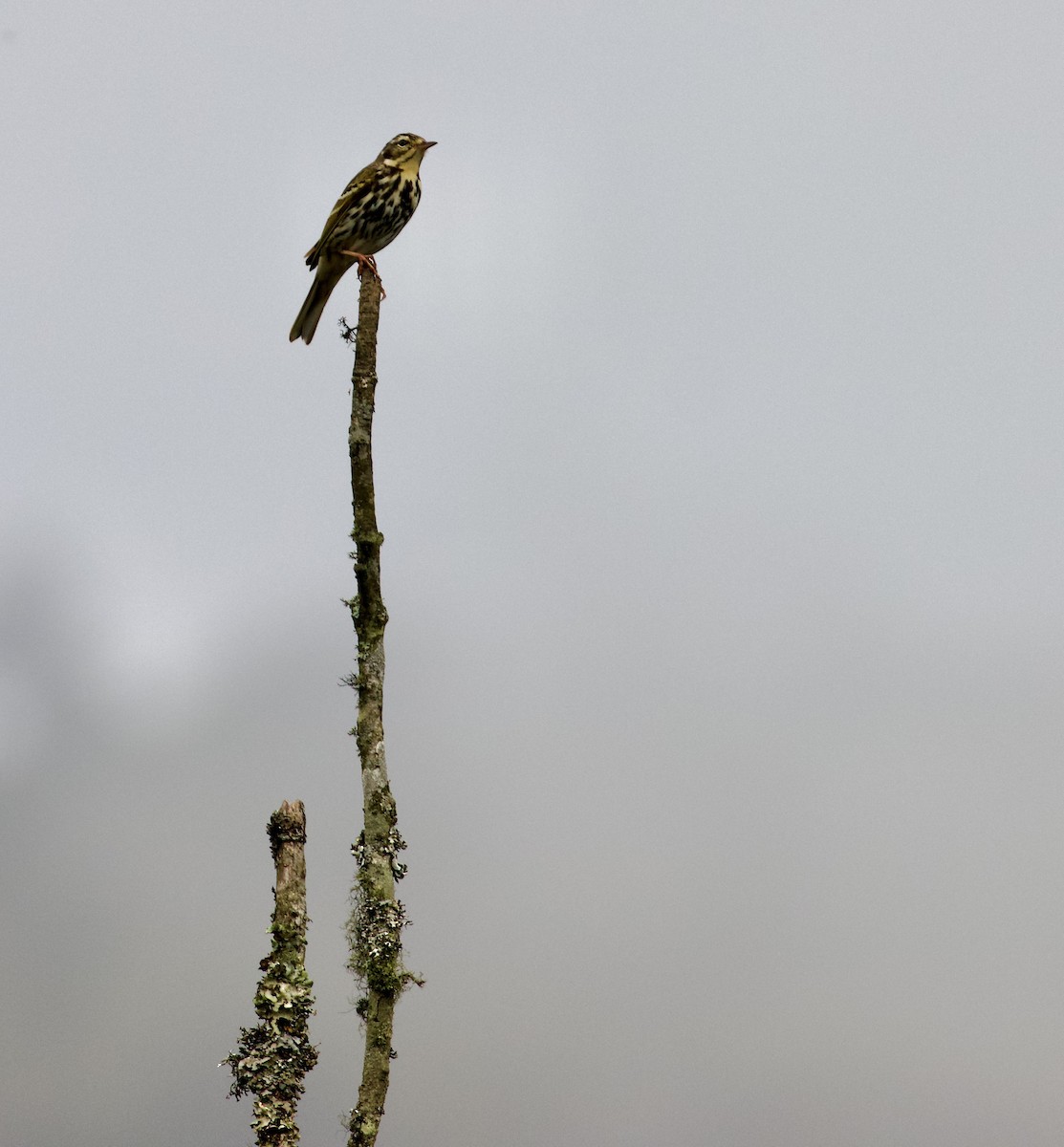 Pipit à dos olive - ML638828449