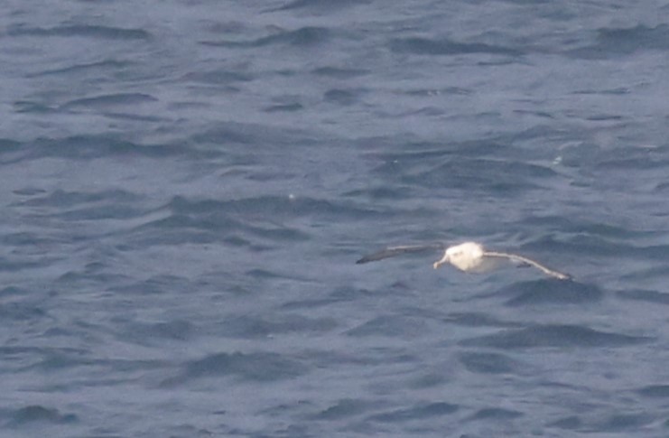 Mahçup Albatros - ML638828490