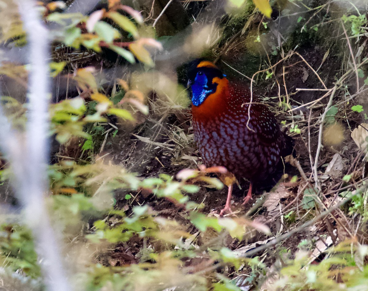 Küçük Kızıl Tragopan - ML638828498
