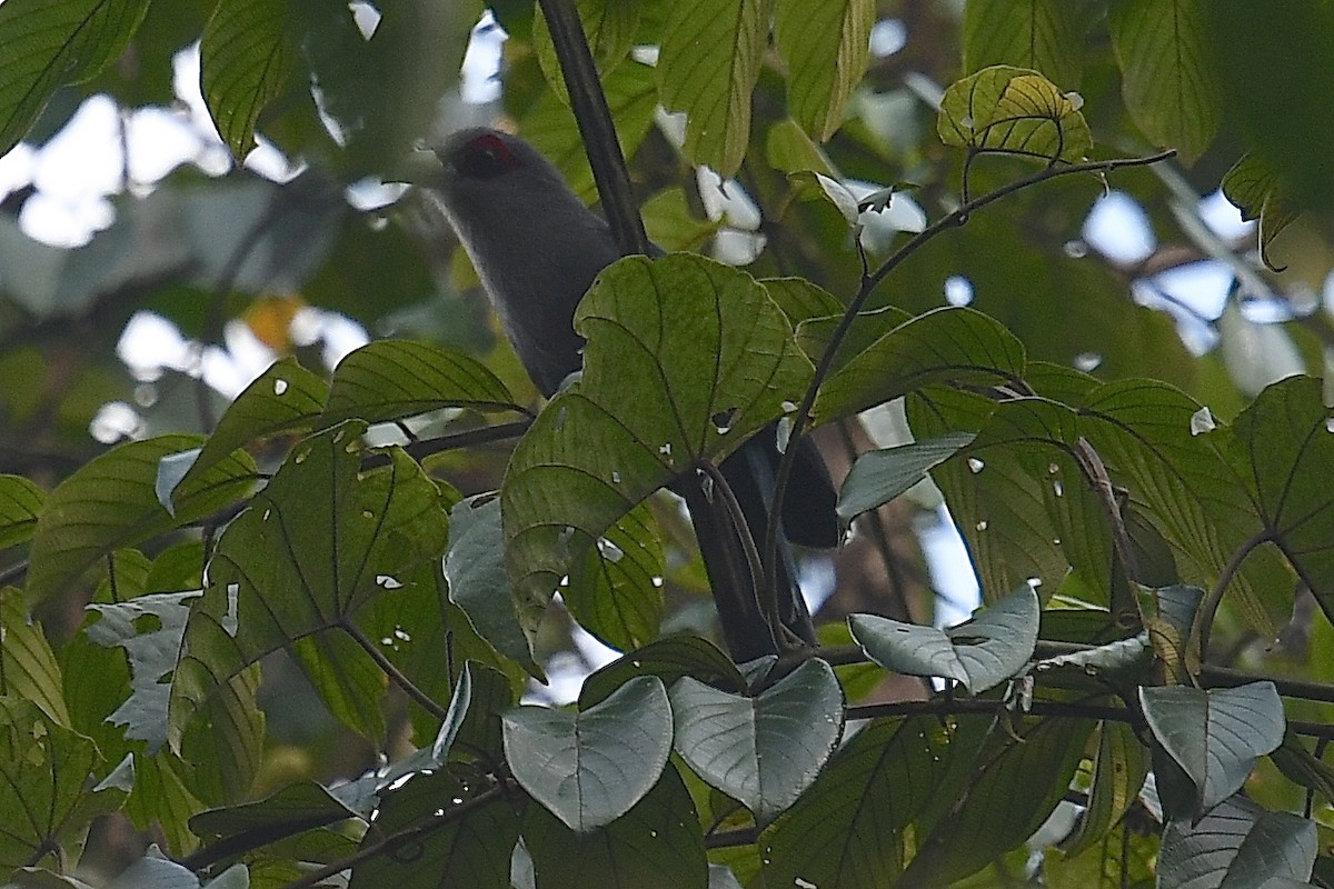 Büyük Gri Malkoha - ML638828512