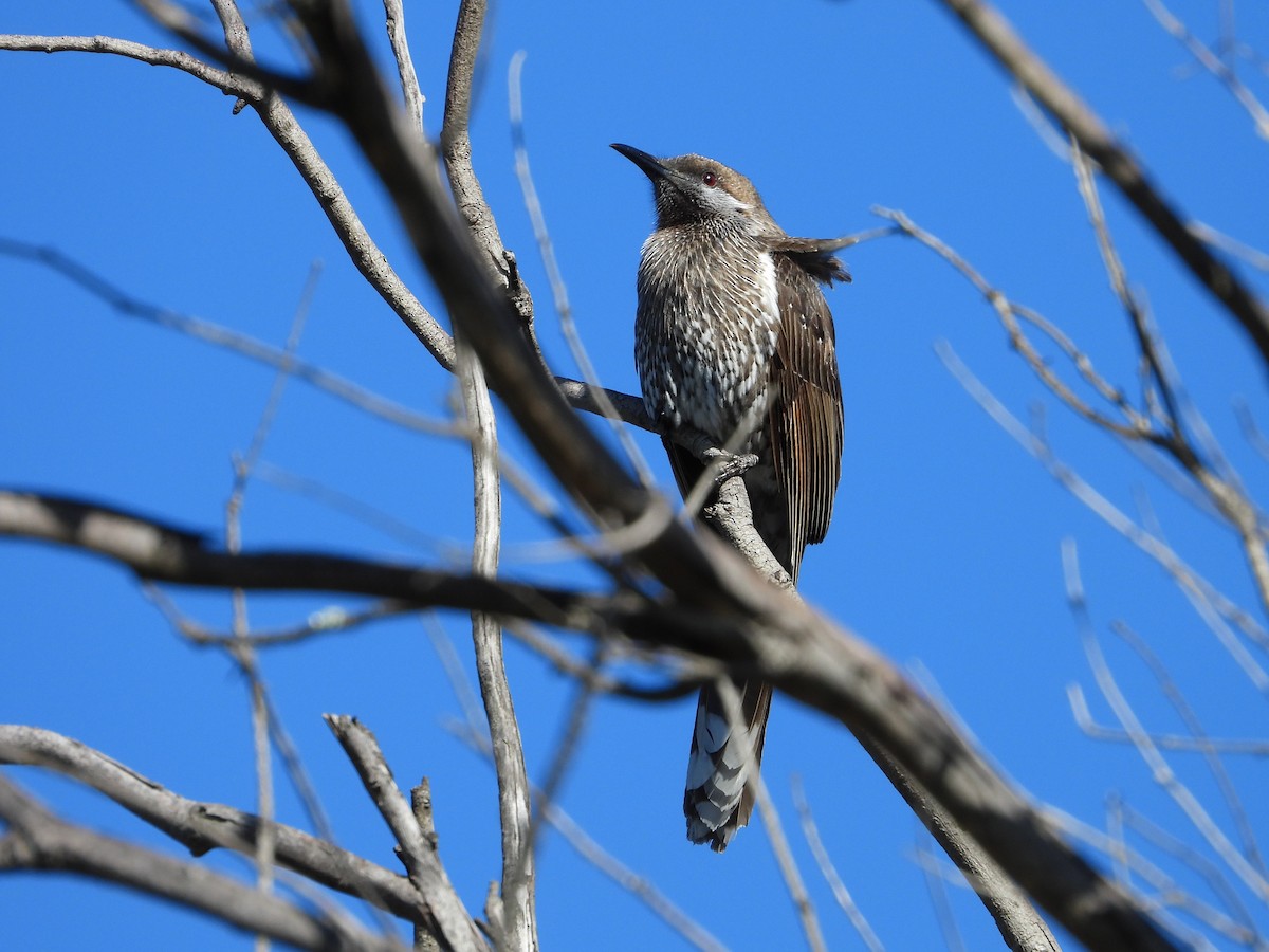 Western Wattlebird - ML638828526