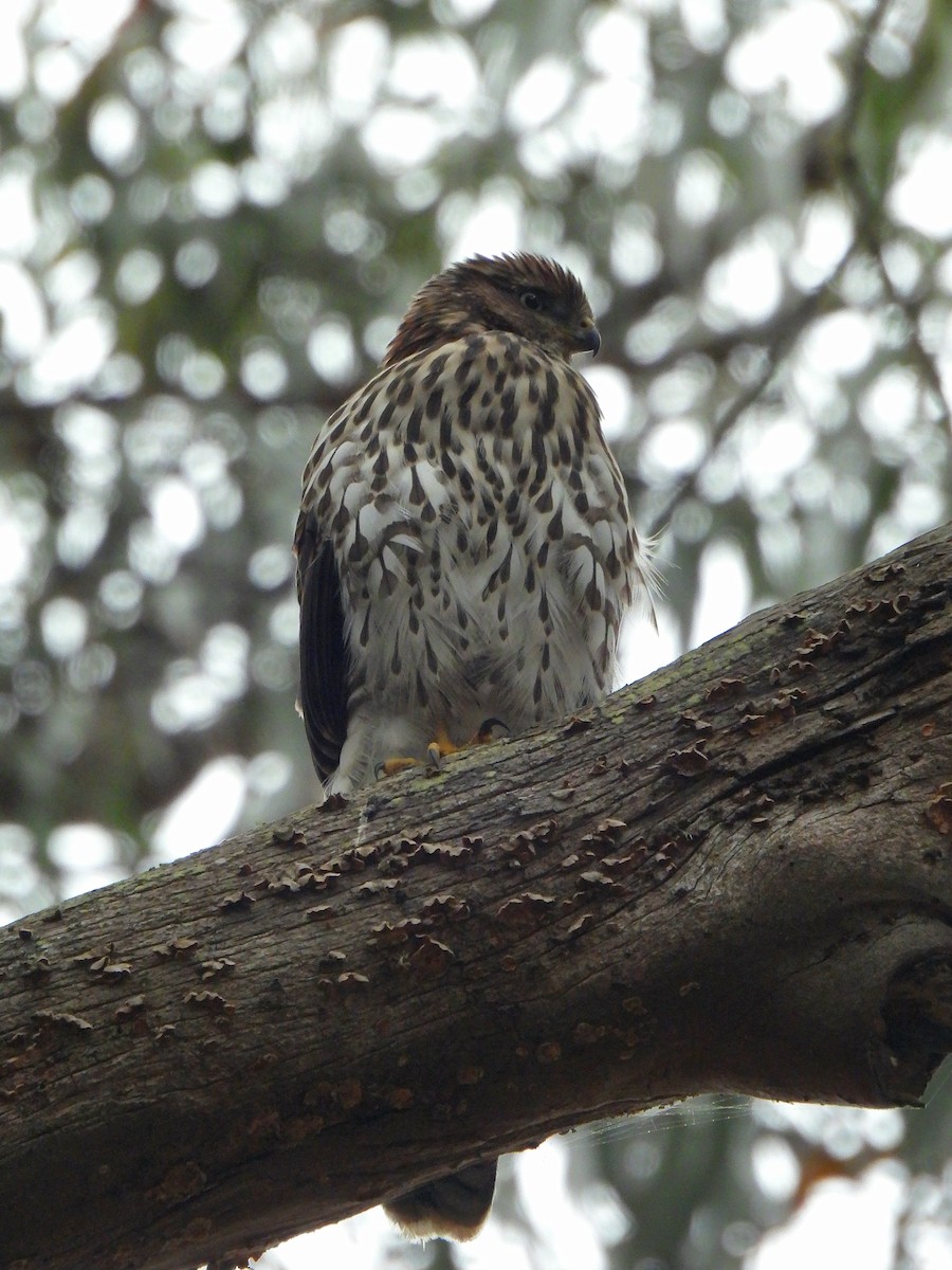 Cooper's Hawk - ML638828527