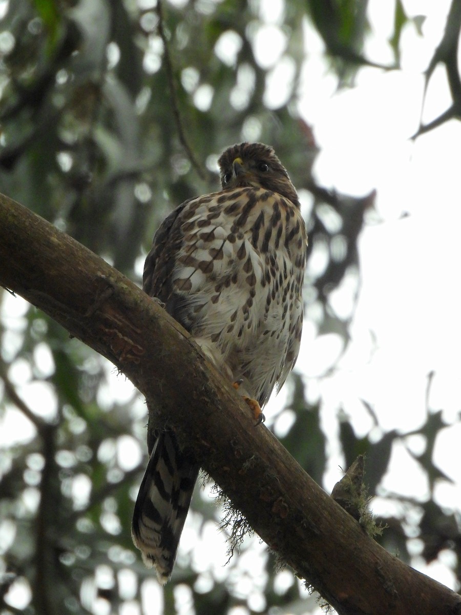 Cooper's Hawk - ML638828528