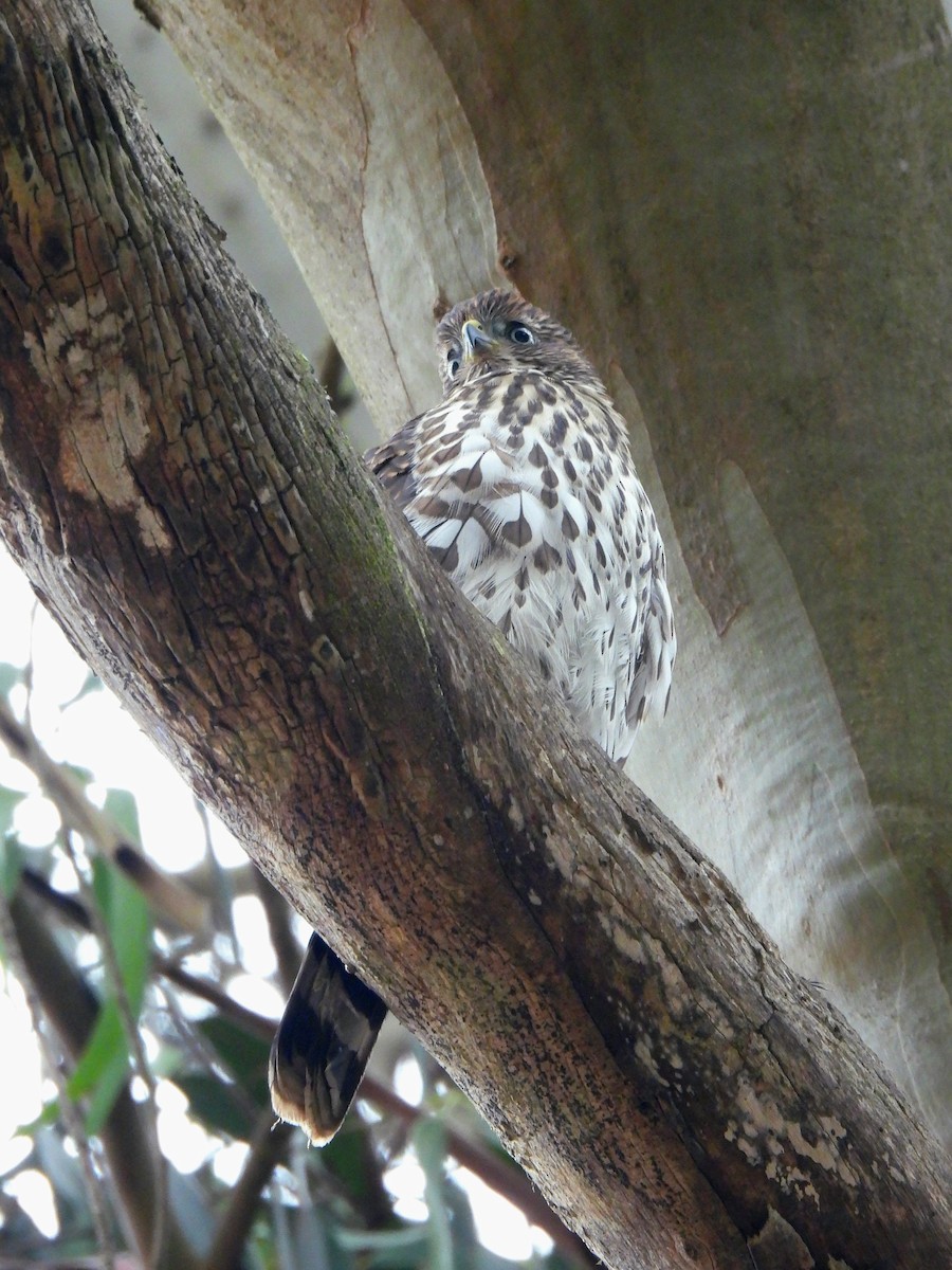 Cooper's Hawk - ML638828529