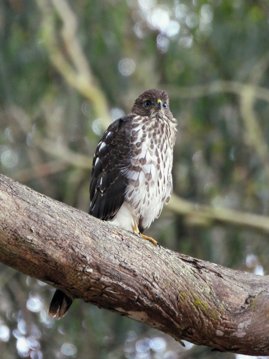 Cooper's Hawk - ML638828534