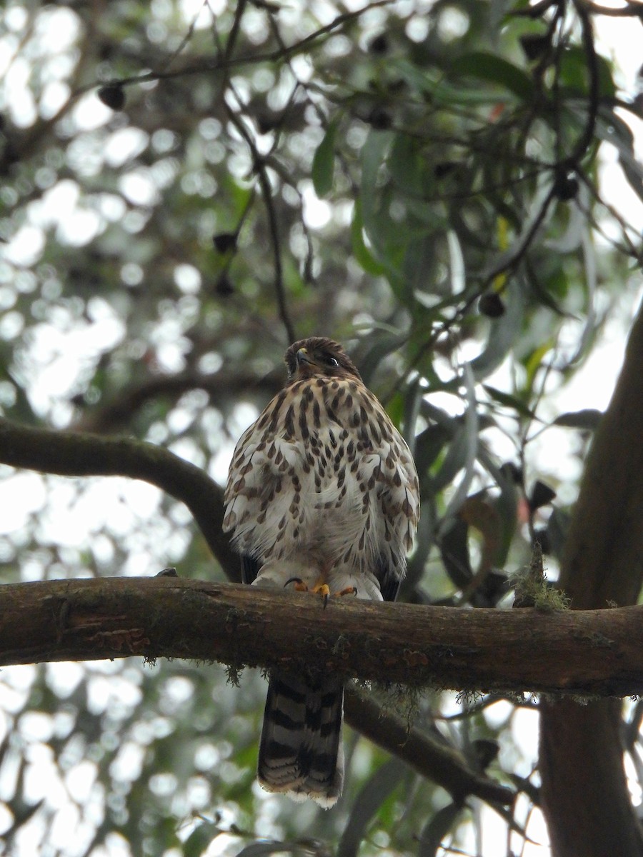 Cooper's Hawk - ML638828535