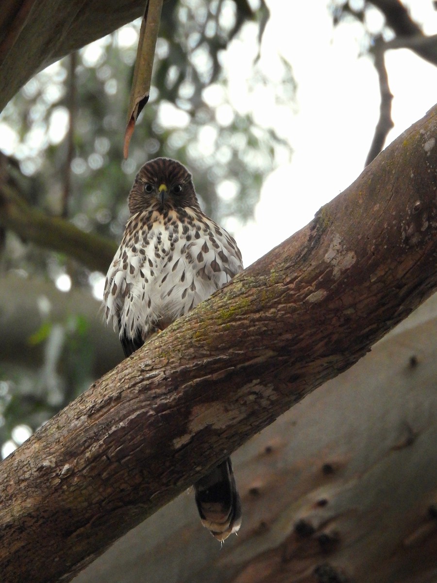 Cooper's Hawk - ML638828537