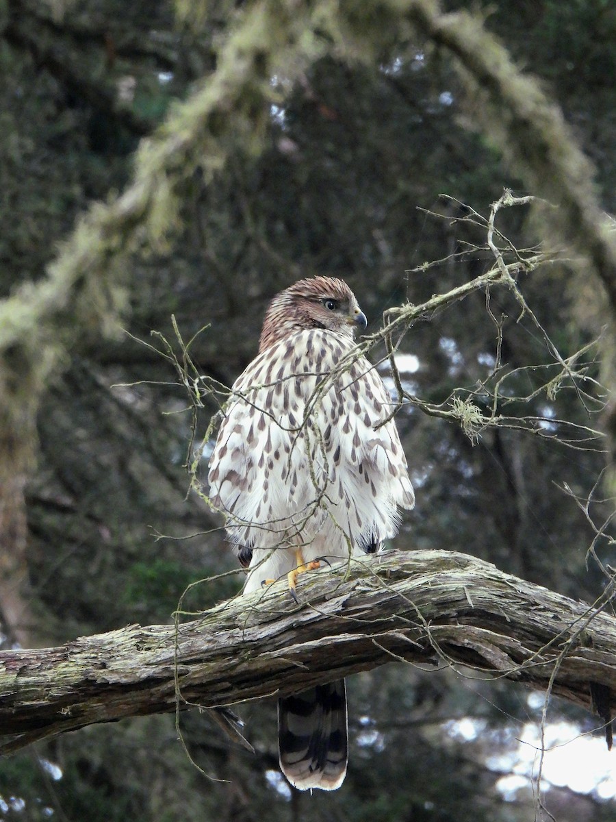 Cooper's Hawk - ML638828539