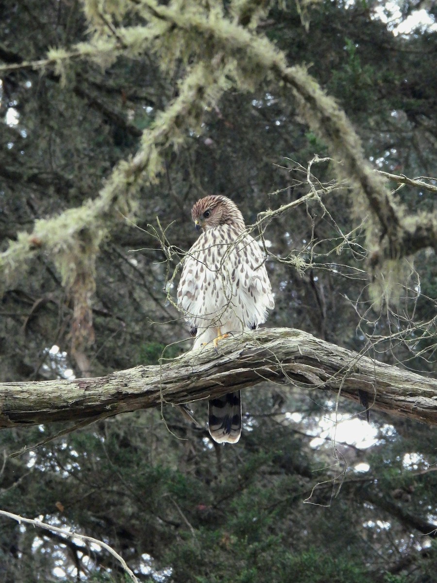 Cooper's Hawk - ML638828540