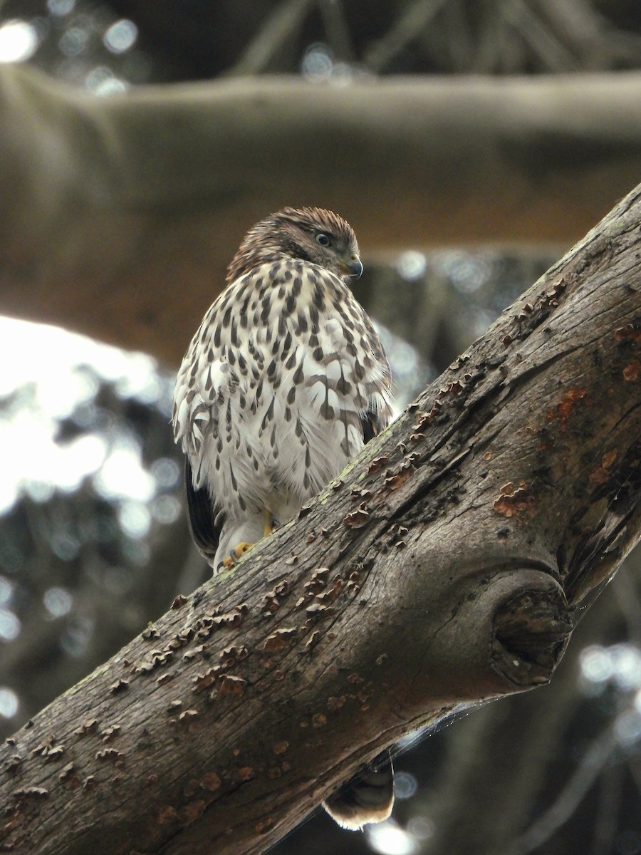 Cooper's Hawk - ML638828541