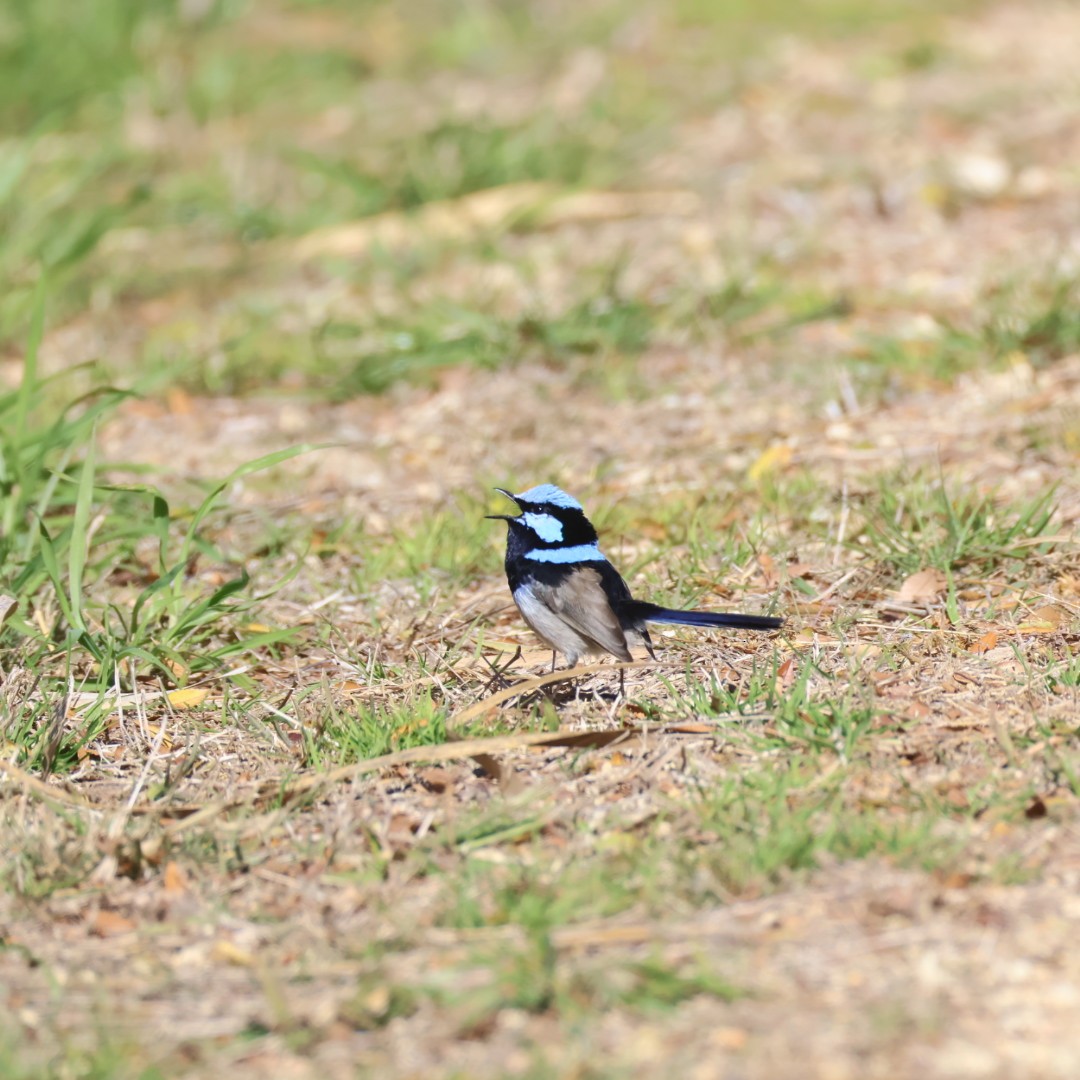 Superb Fairywren - ML638828547