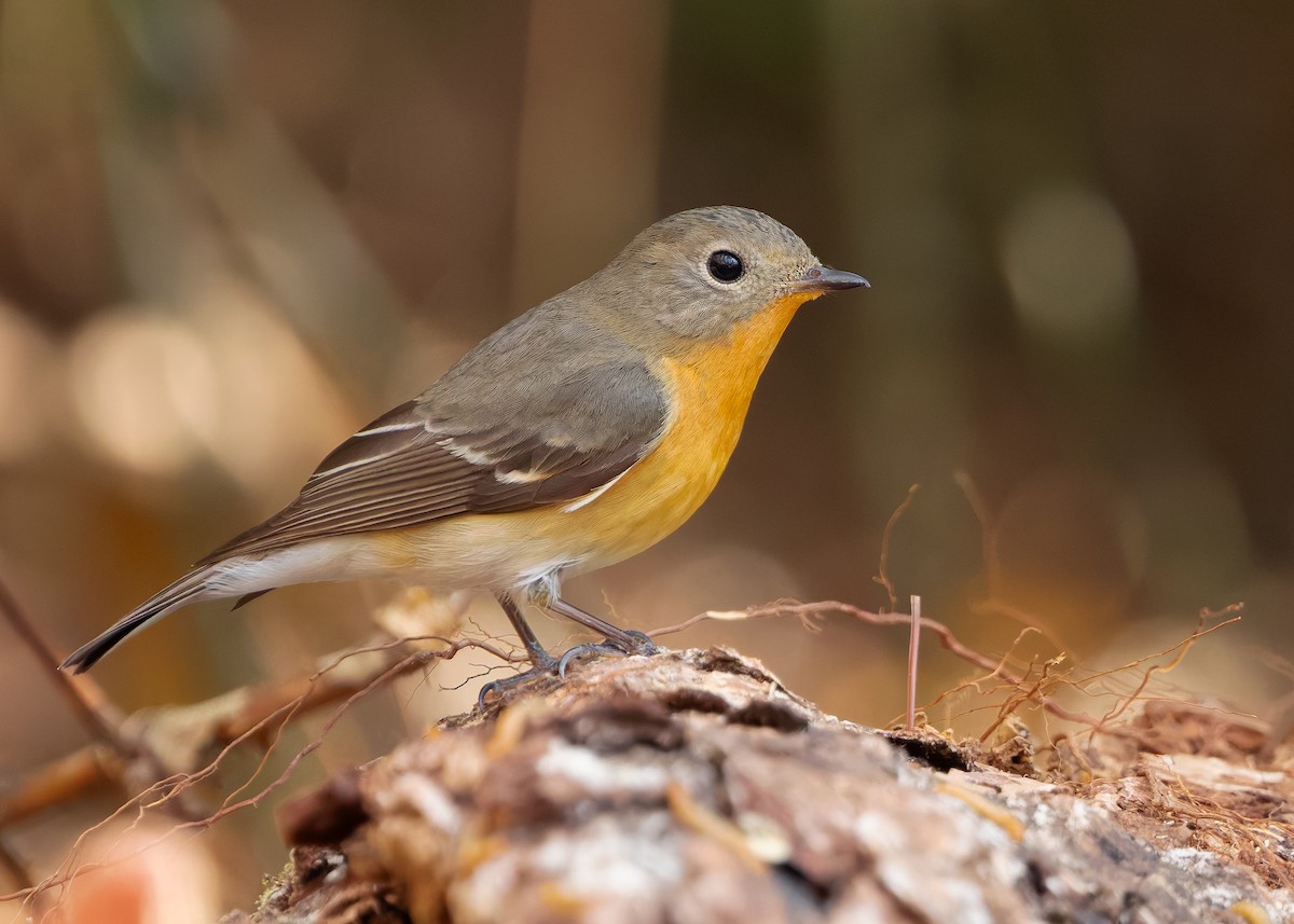 Mugimaki Flycatcher - ML638828549
