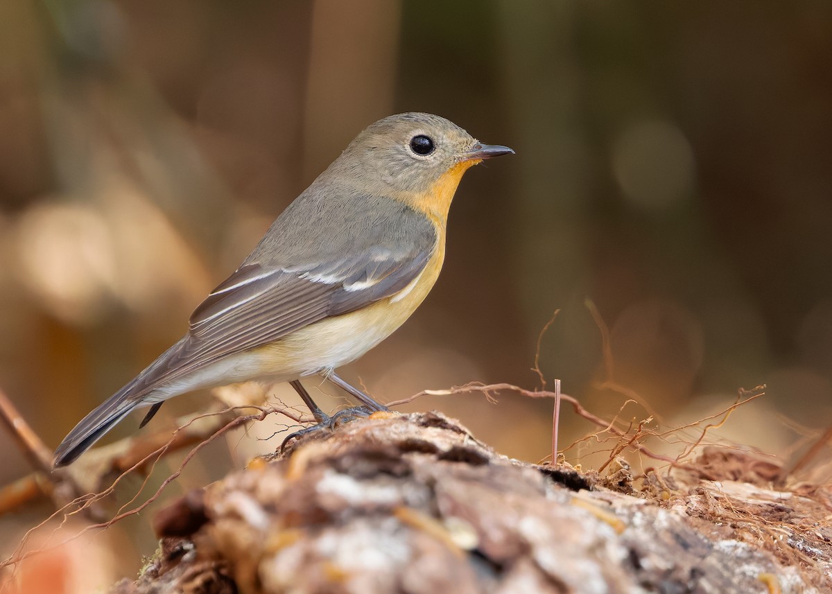 Mugimaki Flycatcher - ML638828550