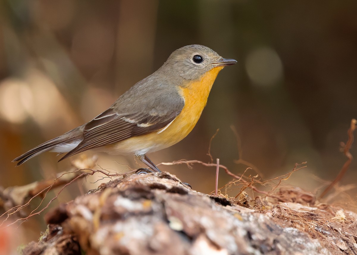 Mugimaki Flycatcher - ML638828552