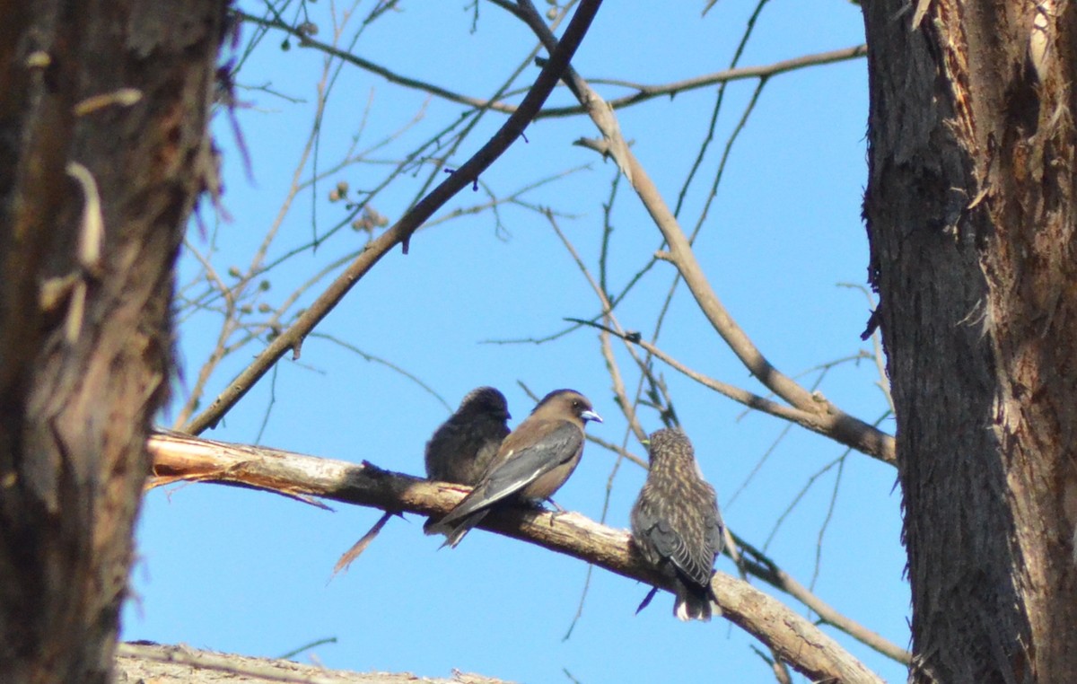 Dusky Woodswallow - ML638828554