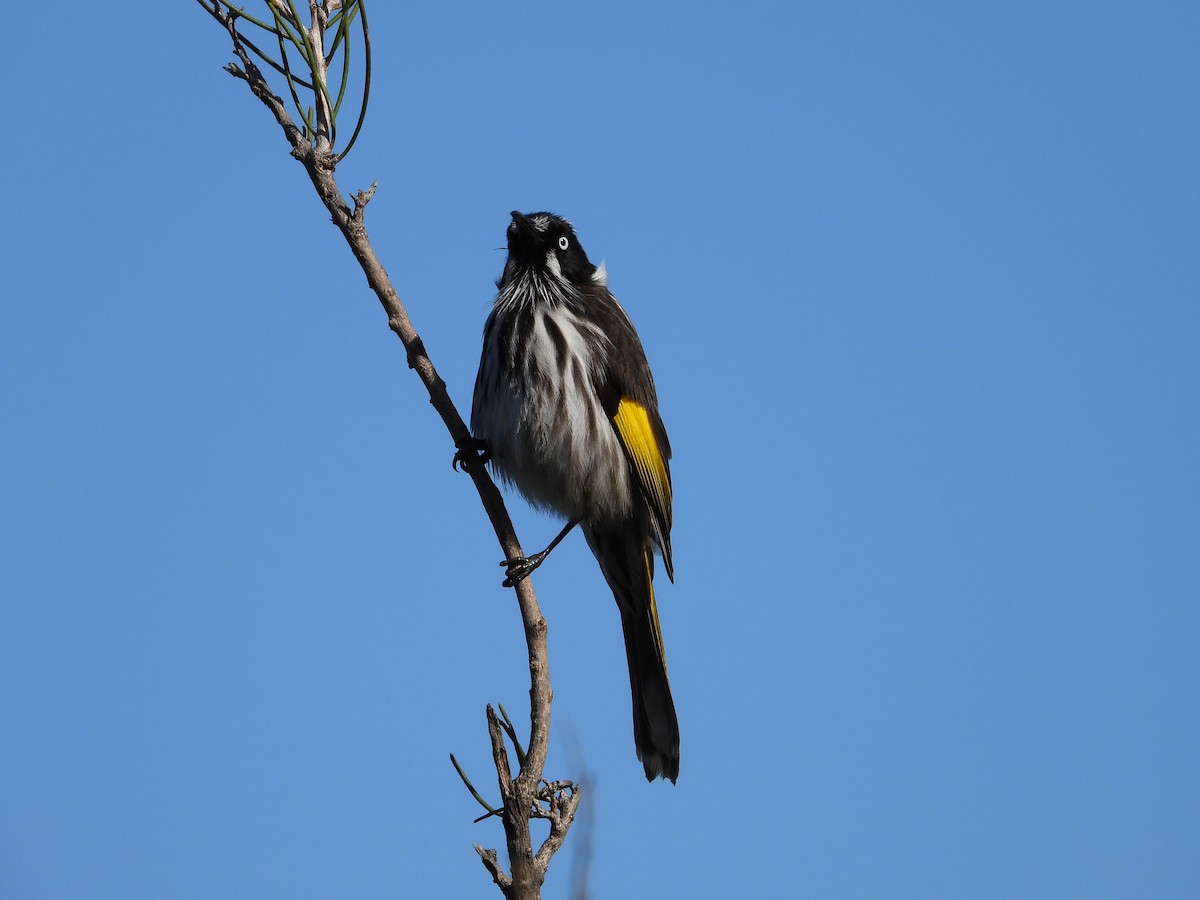 New Holland Honeyeater - ML638828555
