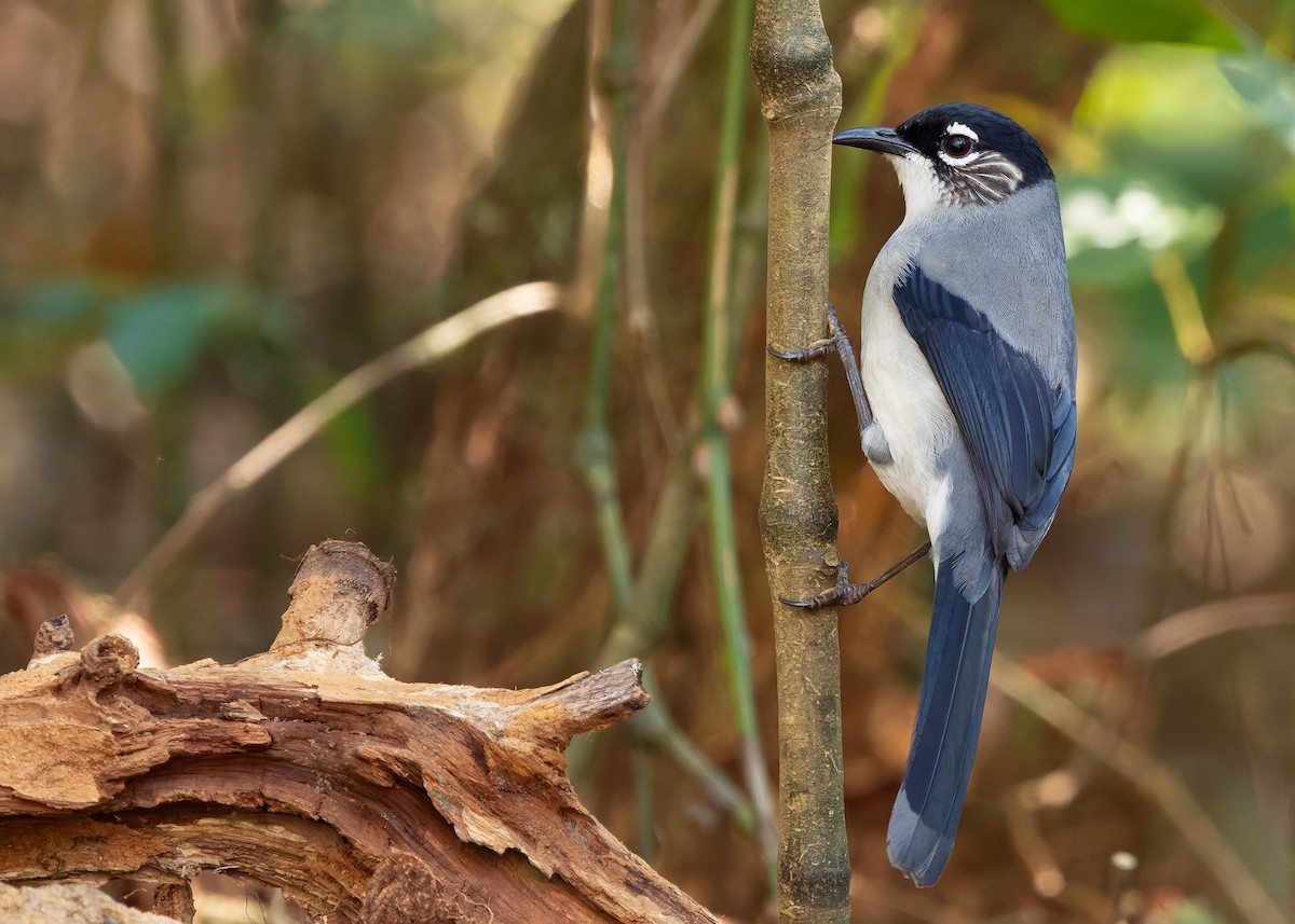 Black-headed Sibia (Lang Bian) - ML638828558
