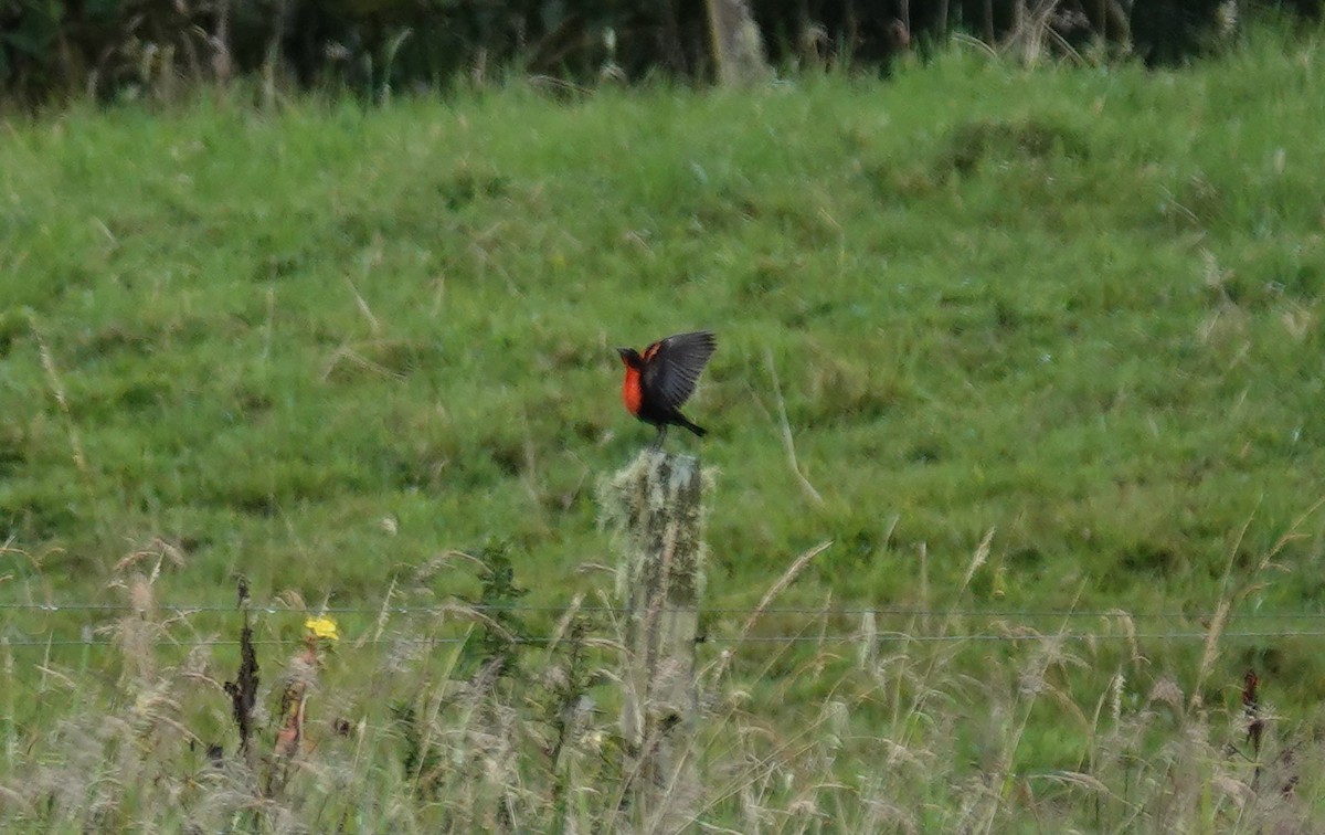 Red-breasted Meadowlark - ML638828559