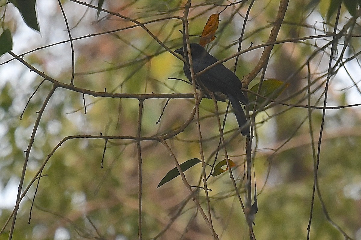 Lesser Racket-tailed Drongo - ML638828563