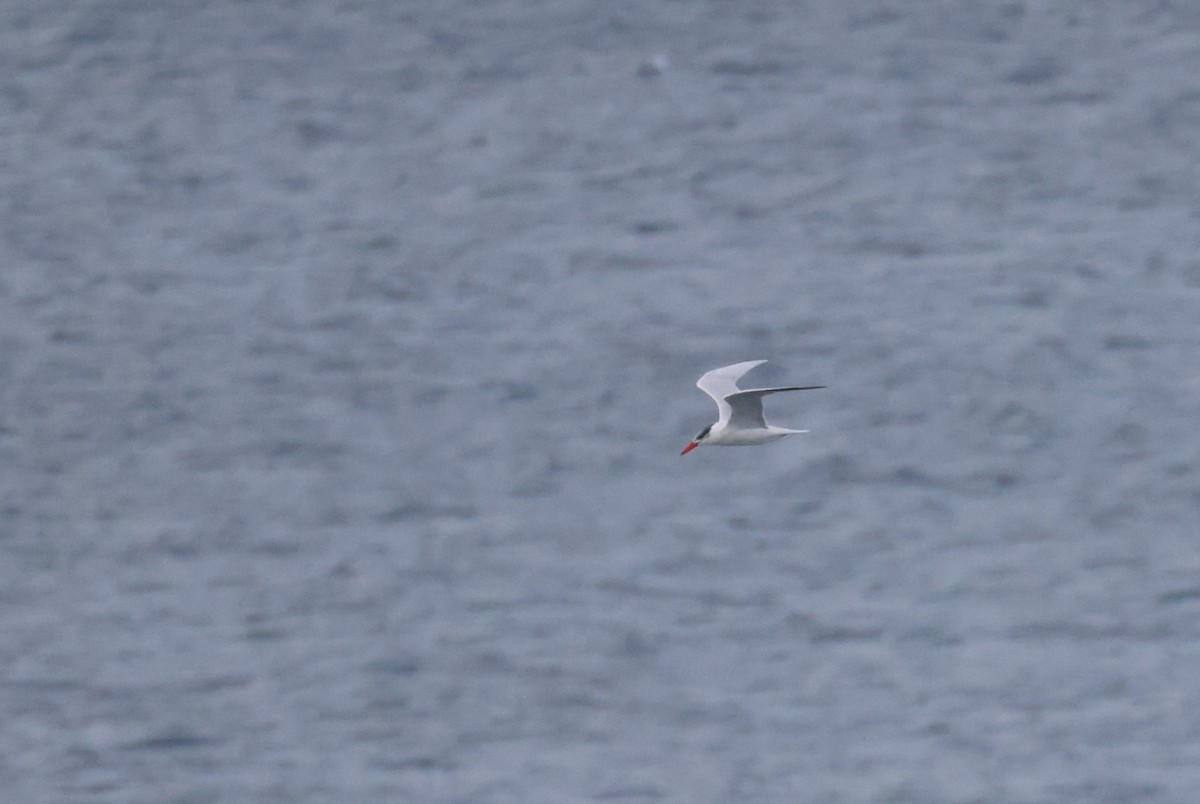 Caspian Tern - ML638828564