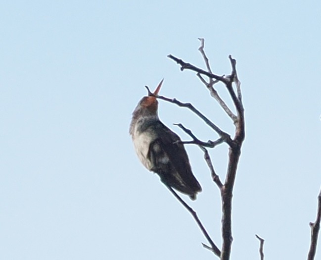 Rufous-throated Sapphire - ML638828596