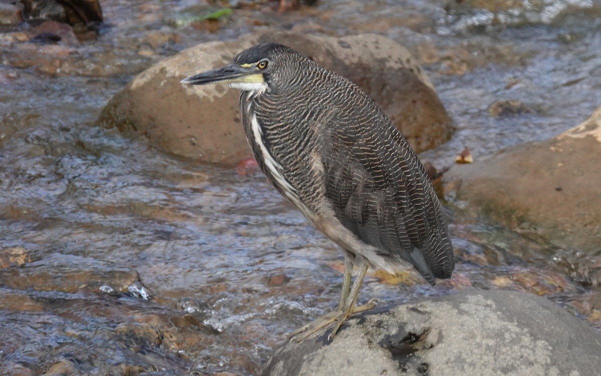 Fasciated Tiger-Heron - ML638828605