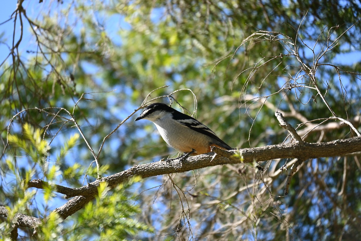 Échenilleur varié - ML638828625