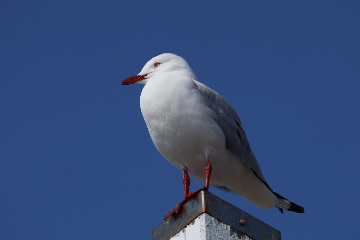 Mouette argentée - ML638828643