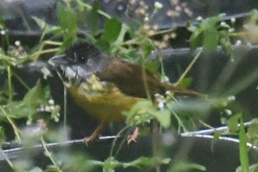 Bulbul à calotte grise - ML638828651