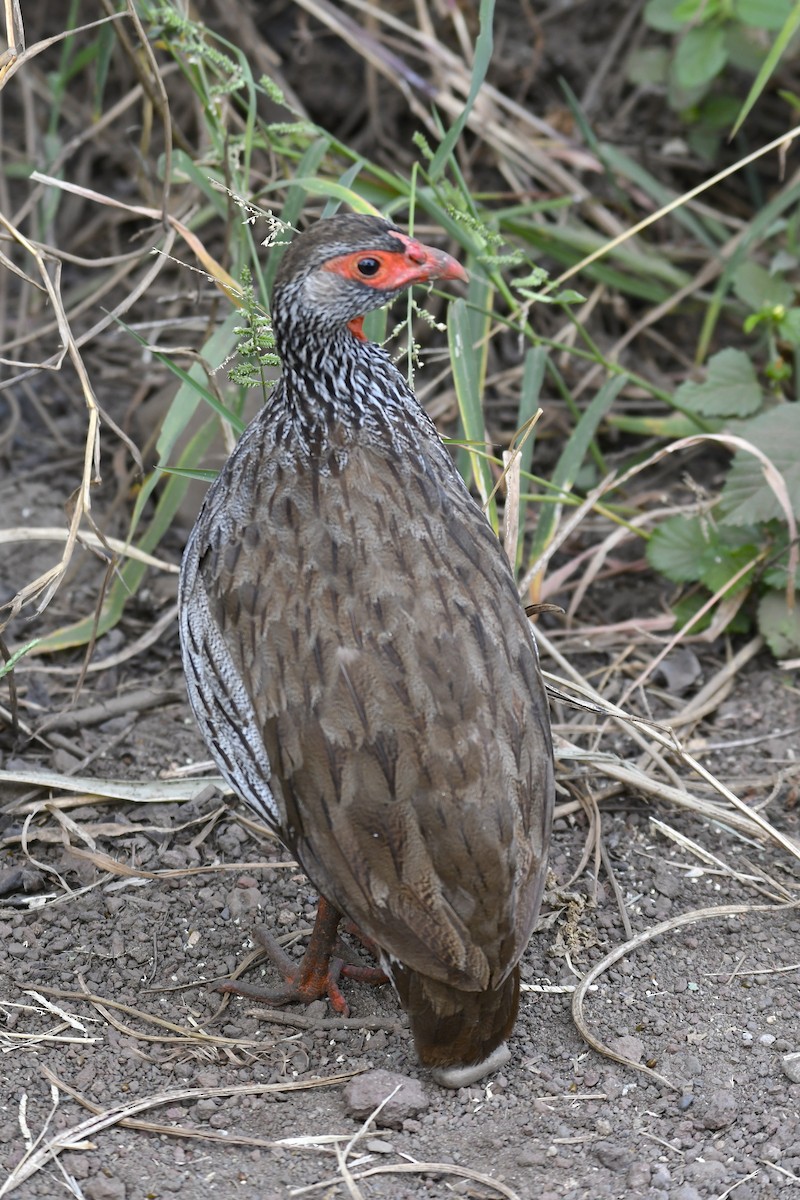 Francolin à gorge rouge - ML638828658